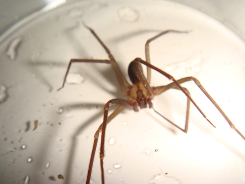 Texas Recluse