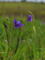 Utricularia reticulata