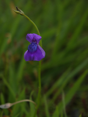 Utricularia reticulata