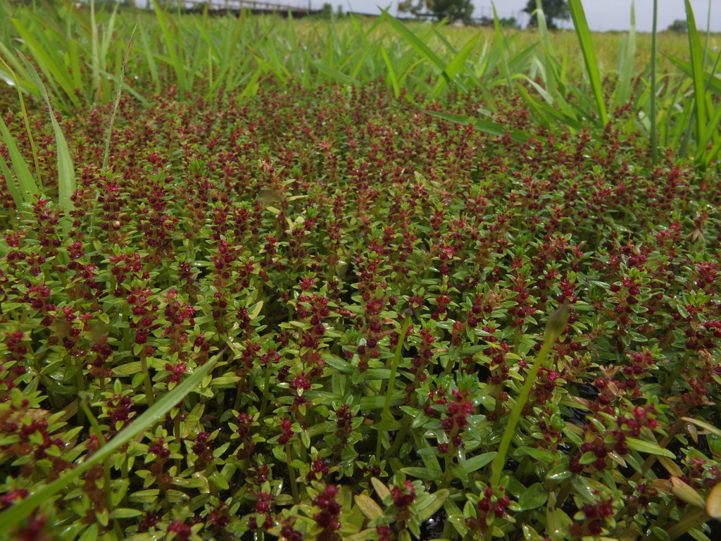 Rotala malampuzhensis from Uttara Kannada, Karnataka, India on August 9 ...