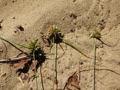Cyperus lupulinus macilentus