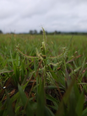 Drosera indica
