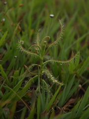 Drosera indica
