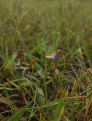 Utricularia caerulea