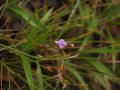 Utricularia caerulea