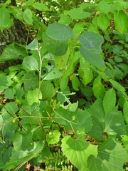 Amelanchier humilis