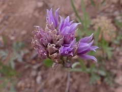 Allium geyeri