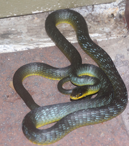 Common Tree Snake sighting