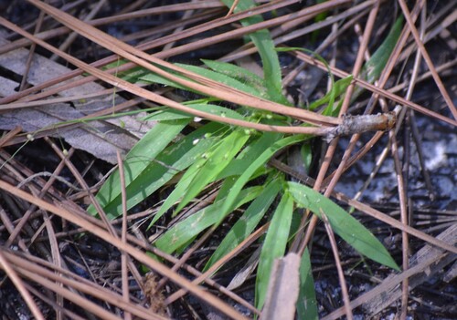 Roughhair Rosette Grass (Dichanthelium strigosum)