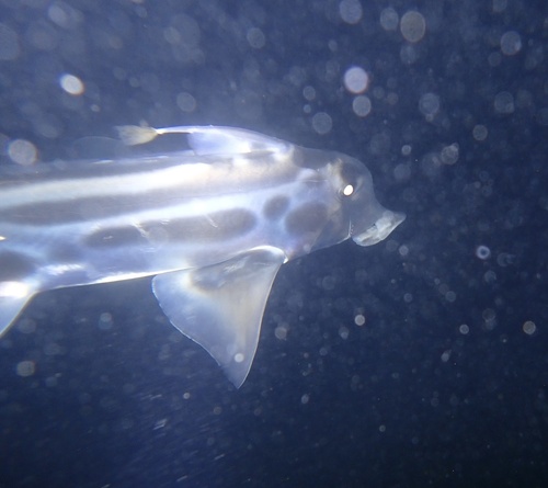 Elephant fish (Callorhinchus milii) — Callorhinchidae — 5