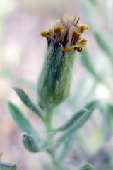 Heterotheca angustifolia