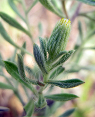 Heterotheca angustifolia
