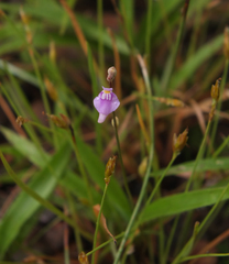 Utricularia caerulea