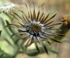 Heterotheca angustifolia