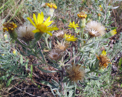 Heterotheca angustifolia