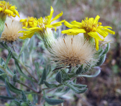 Heterotheca angustifolia