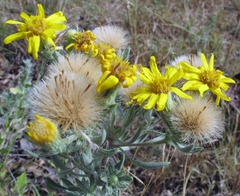 Heterotheca angustifolia