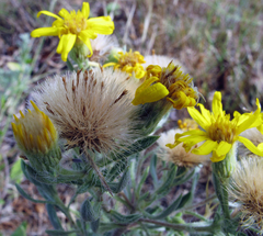 Heterotheca angustifolia