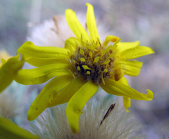 Heterotheca angustifolia
