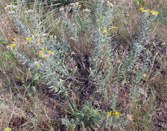 Heterotheca angustifolia