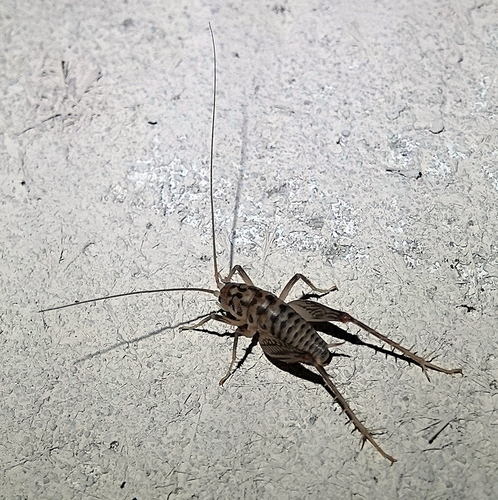 Plains camel cricket photo 4