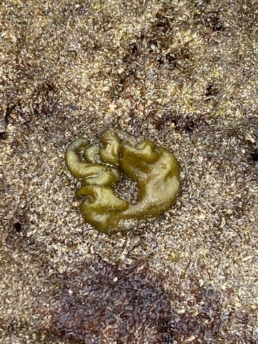 Colpomenia sinuosa observed 2025-03-18
