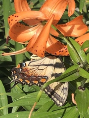 Papilio glaucus