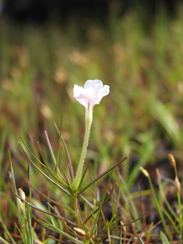 Image of Rhamphicarpa fistulosa by (c) Siddarth Machado, some rights reserved (CC BY)