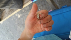 Sceloporus occidentalis