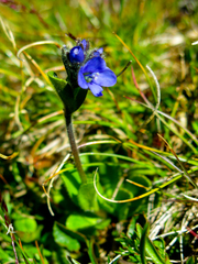 Veronica bellidioides
