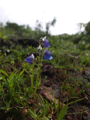 Utricularia albocaerulea