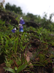 Utricularia albocaerulea