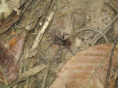 Acentropelma