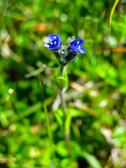 Veronica bellidioides