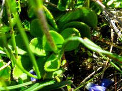 Veronica bellidioides