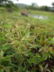 Drosera indica