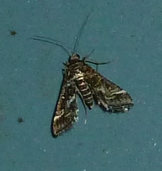 Diasemiopsis ramburialis