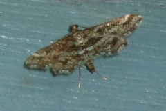 Diasemiopsis ramburialis