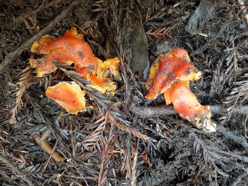 Hygrocybe aurantiosplendens — no rights reserved