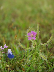 Drosera indica
