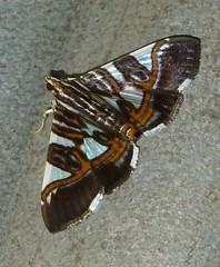 Glyphodes margaritaria