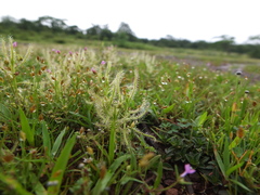 Drosera indica