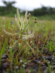 Drosera indica