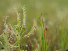 Drosera indica