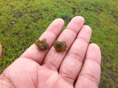 Nostocales