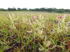 Drosera indica