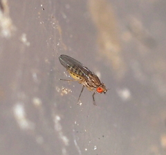 Drosophila busckii