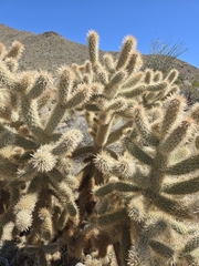 Cylindropuntia fosbergii