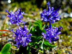 Phyteuma globulariifolium