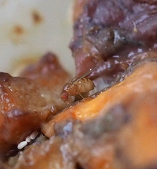 Drosophila phalerata